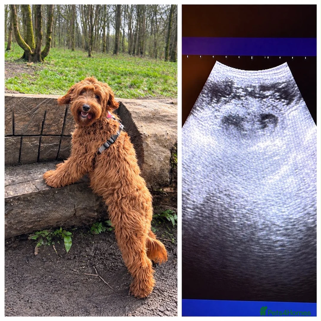Mixed Breed dogs for sale: Mini Red Double Doodles  - Advert 1
