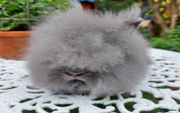 Lionhead rabbits for sale: STUNNING PUREBRED DOUBLE/TEDDY LION HEAD BABIES  - Image 3