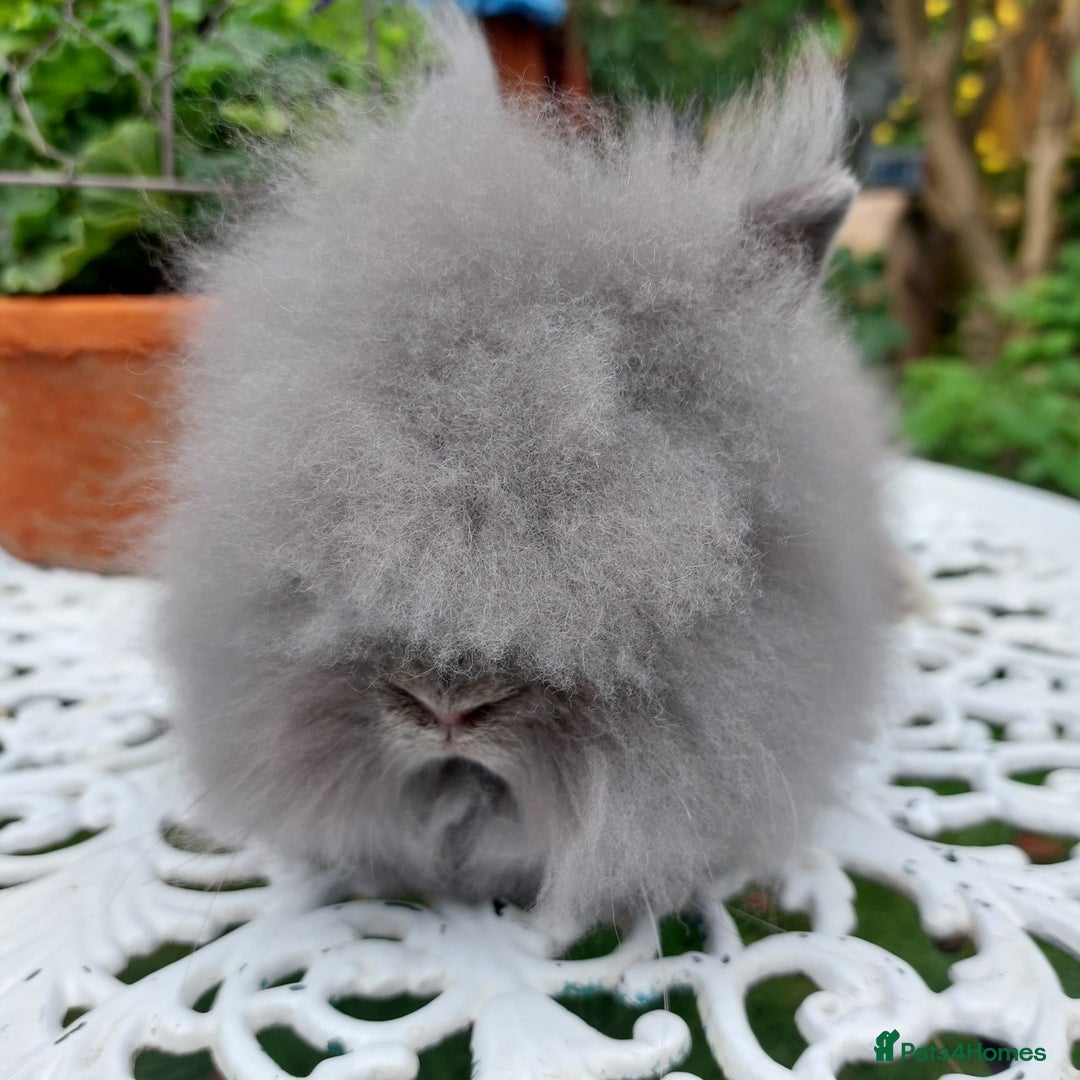 Lionhead rabbits for sale: STUNNING PUREBRED DOUBLE/TEDDY LION HEAD BABIES  - Image 3