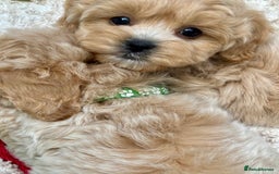 Maltipoo dogs for sale: ADORABLE F1 MALTIPOO PUPPIES DNA TESTED  - Image 19