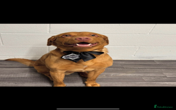 Labrador Retriever dogs for stud: Rex fox lab for stud  - Image 1