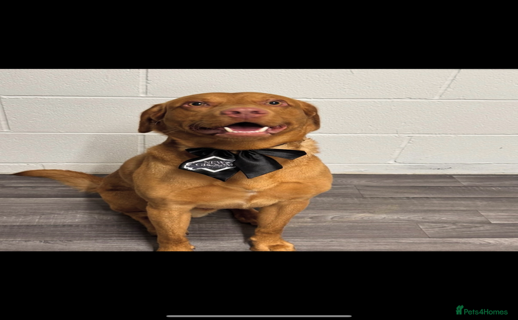 Labrador Retriever dogs - Advert 10