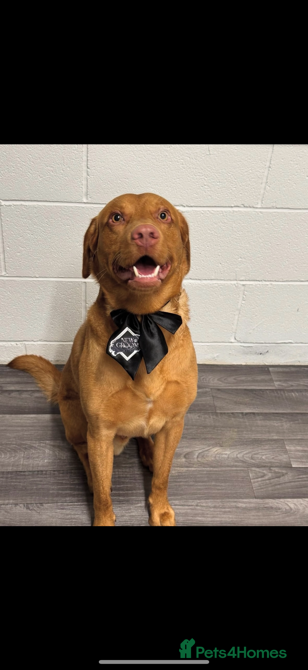 Labrador Retriever dogs for stud: Rex fox lab for stud  - Image 1
