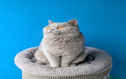 British Shorthair cats for stud: Champion BSH Stud in Derby - Image 4