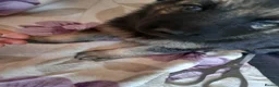 German Shepherd dogs for sale: Straight backed german shepherd puppies - Advert 2