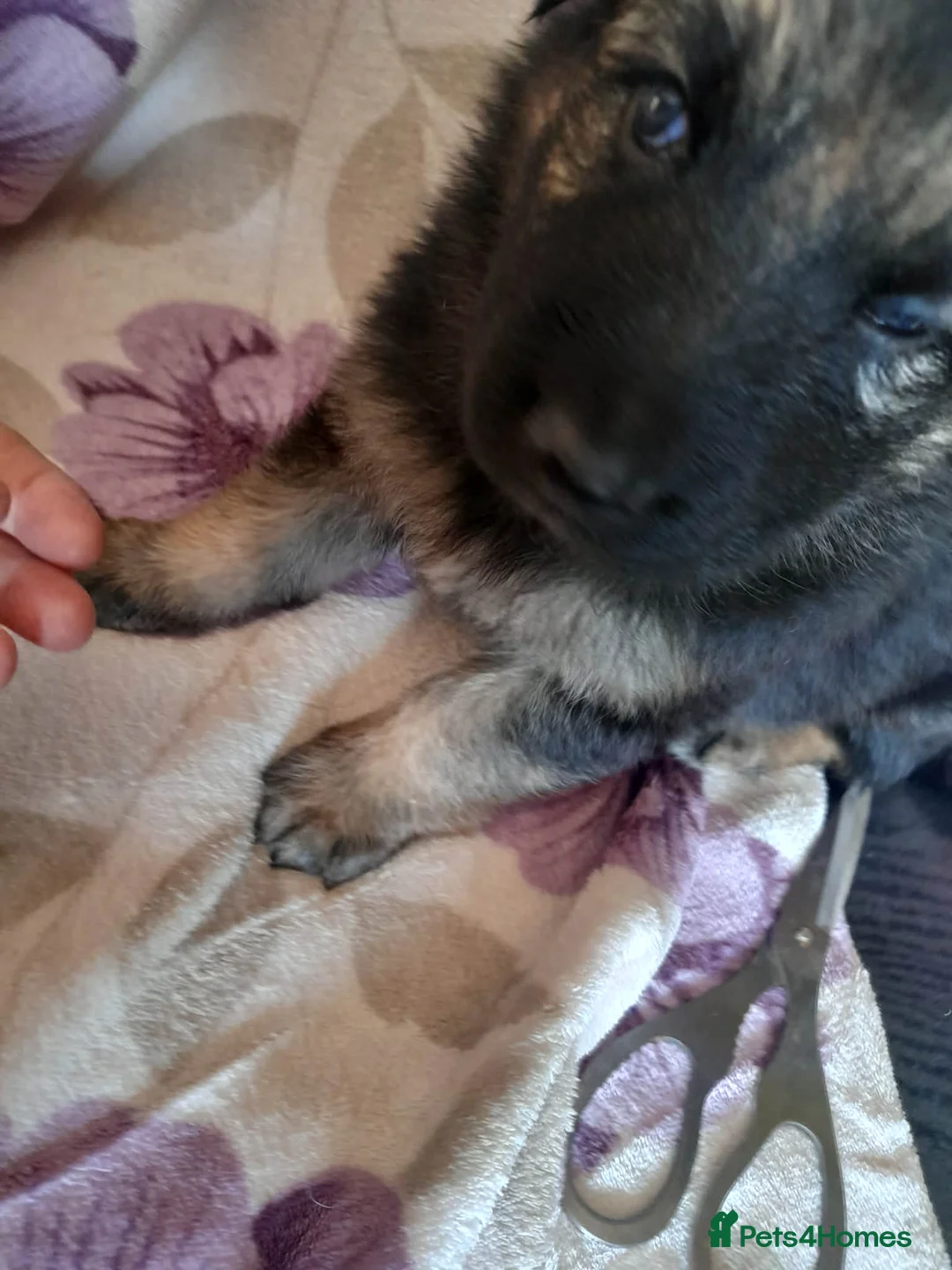 German Shepherd dogs for sale: Straight backed german shepherd puppies - Advert 2