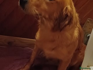 Golden Retriever dogs Golden Retriever - Advert 4