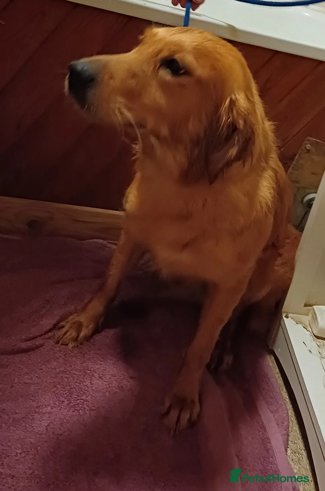 Golden Retriever dogs for sale: Golden Retriever  - Advert 1