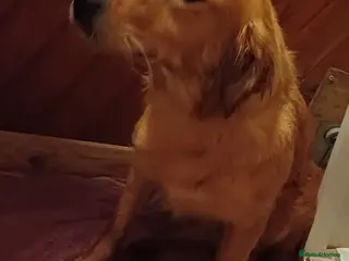 Golden Retriever dogs Golden Retriever - Advert 15