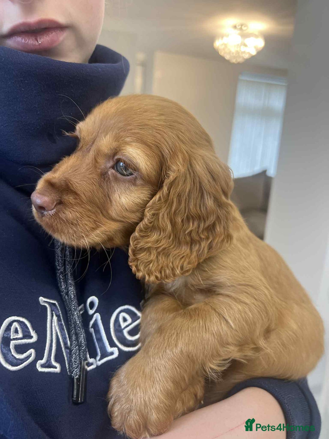 Cocker Spaniel dogs for sale: Gorgeous KC cocker spaniel puppies  - Advert 31