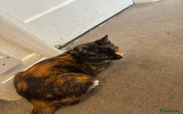 Mixed Breed cats for sale: Foxy - £50 - Advert 3