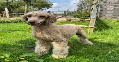 Bernedoodle dogs - Advert 14