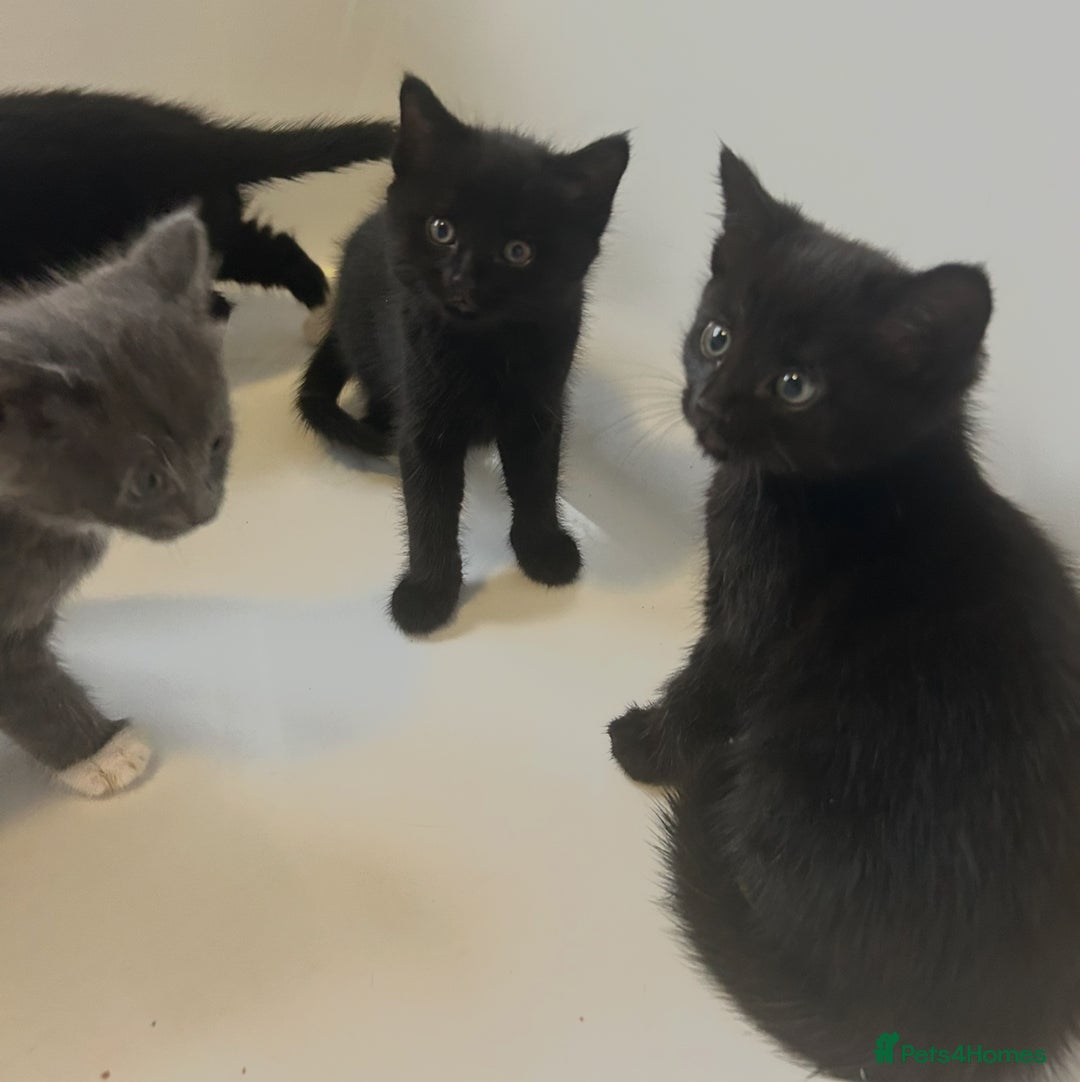 Mixed Breed cats for sale: 4 kittens looking for their forever home  - Advert 6