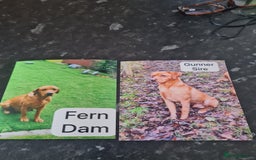Labrador Retriever dogs for sale: Labrador Kc registered  - Image 11
