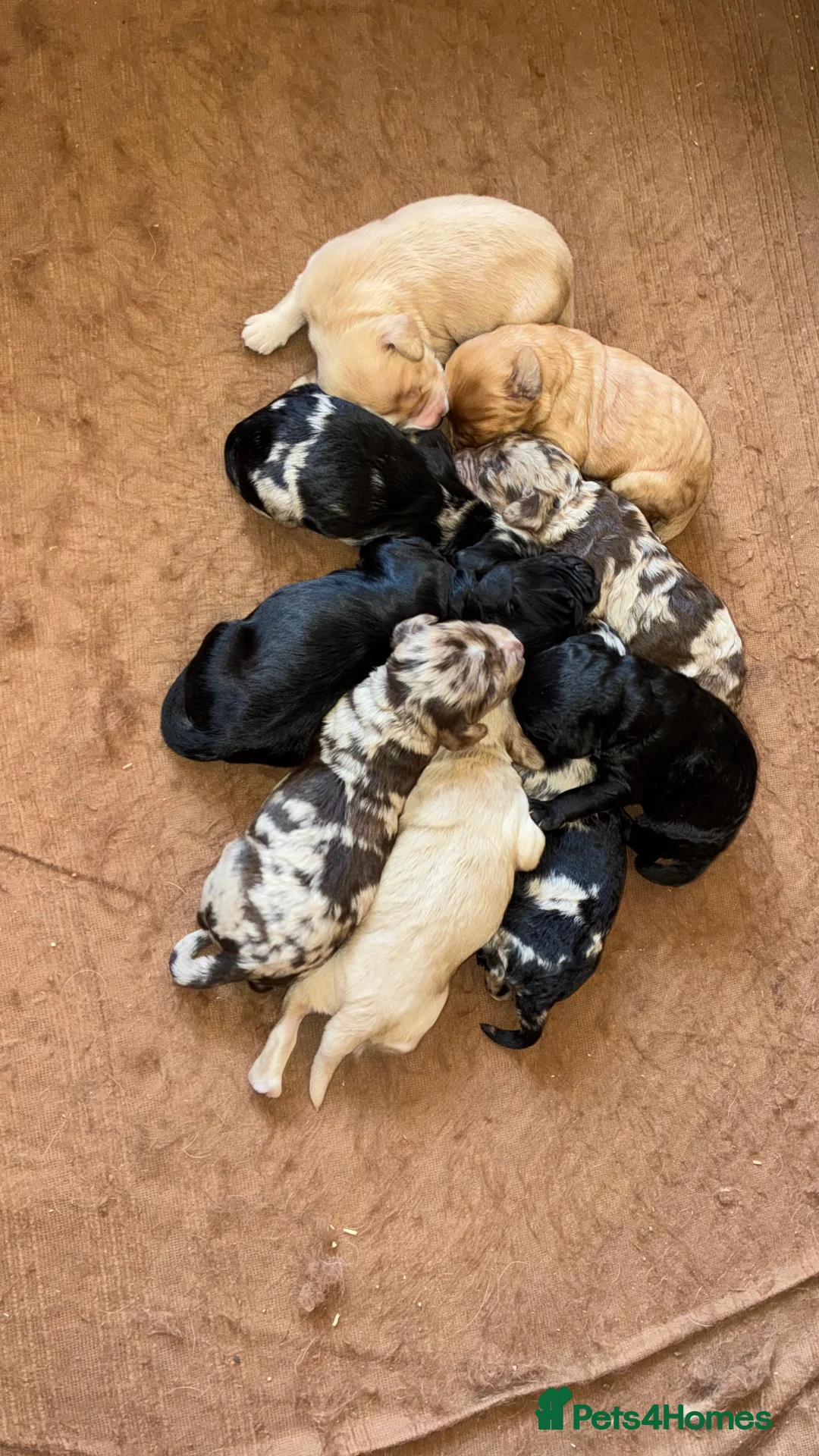 Cockapoo dogs for stud: Merle F1 Cockapoo (Proven) for stud in Penrith - Advert 14