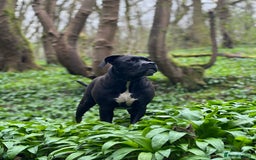 Cane Corso dogs for sale: Yuki X Aries Russian Champ Bloodline Puppies - Image 10