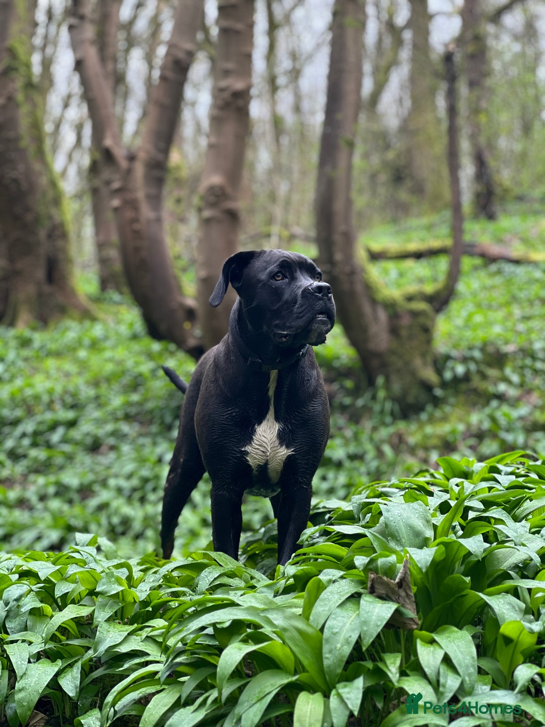 Cane Corso dogs for sale: Yuki X Aries Russian Champ Bloodline Puppies - Image 10