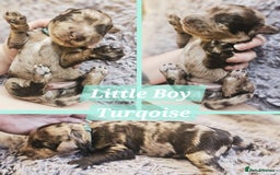 Cockapoo dogs for sale: Multigen Merle & Chocolate Cockapoo Puppies - Image 7