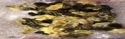 Quail poultry for sale: QUAILS/CHINESE PAINTED BUTTONS ! - Advert 2