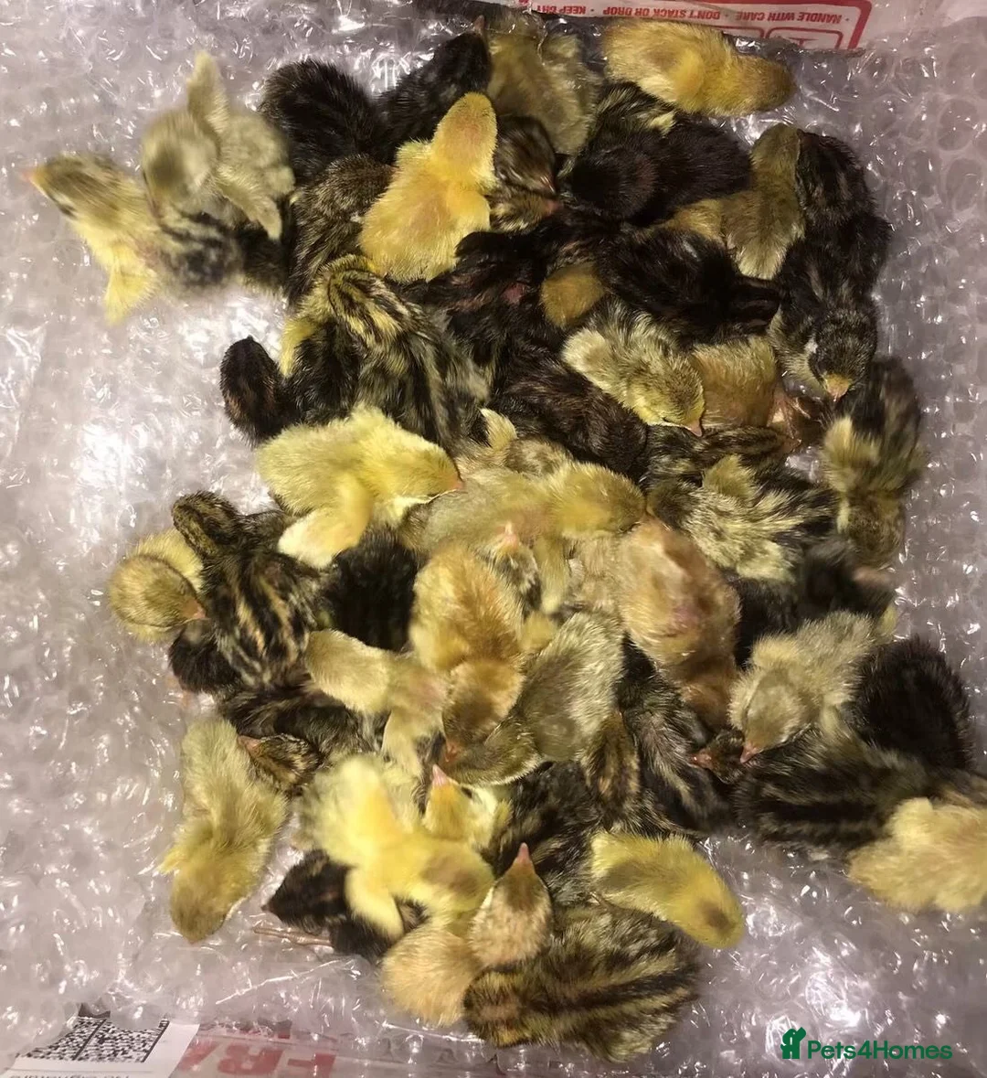 Quail poultry for sale: QUAILS/CHINESE PAINTED BUTTONS ! - Advert 2