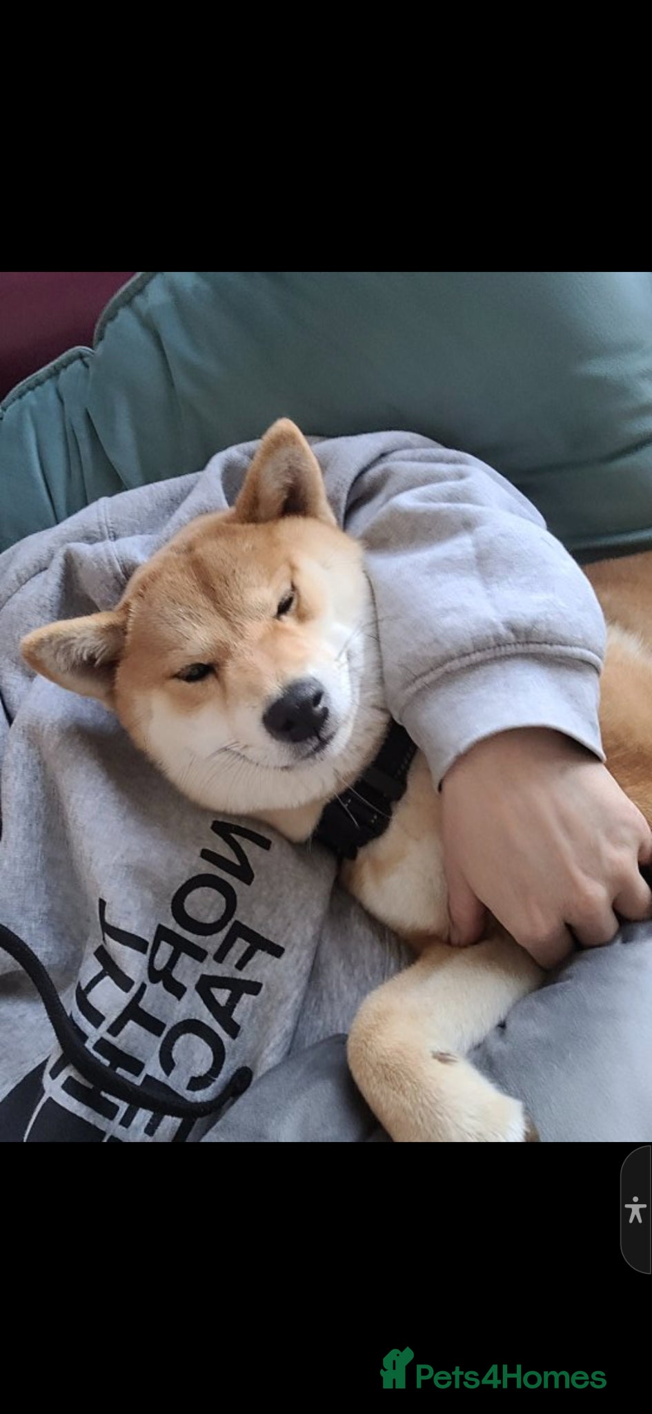 Japanese Shiba Inu dogs Beautiful litter due end of june - Advert 1