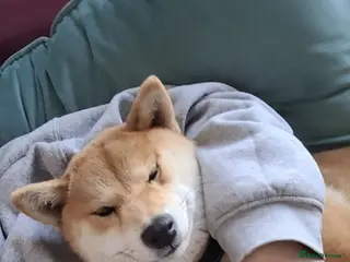 Japanese Shiba Inu dogs Beautiful litter due end of june - Advert 9