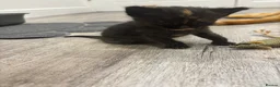 Mixed Breed cats for sale: Beautiful Kittens Looking for Their Forever Homes - Advert 21