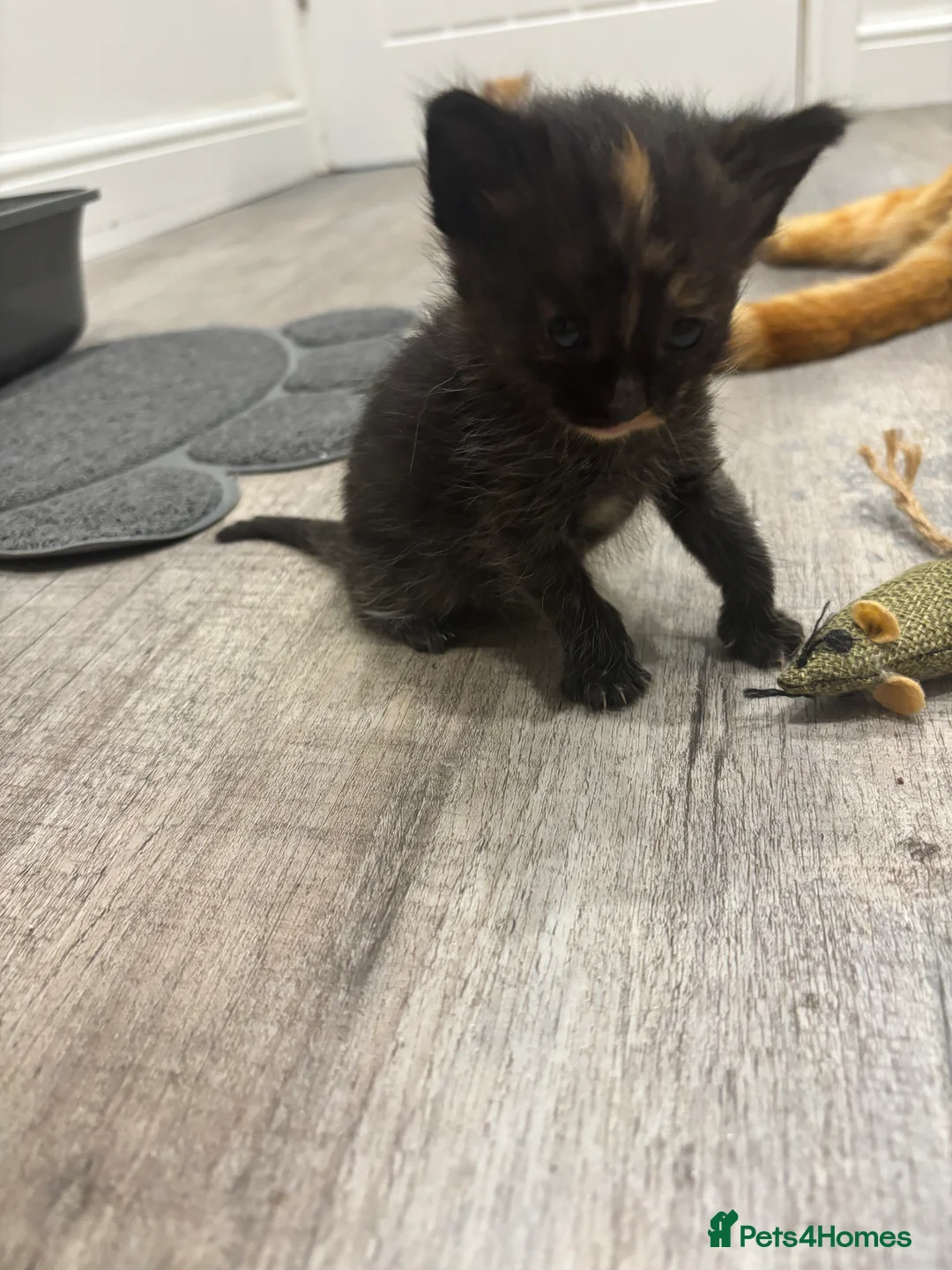 Mixed Breed cats for sale: Beautiful Kittens Looking for Their Forever Homes - Advert 21