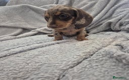 Miniature Dachshund dogs for sale: Kc dachshund babies ready next week - Image 19