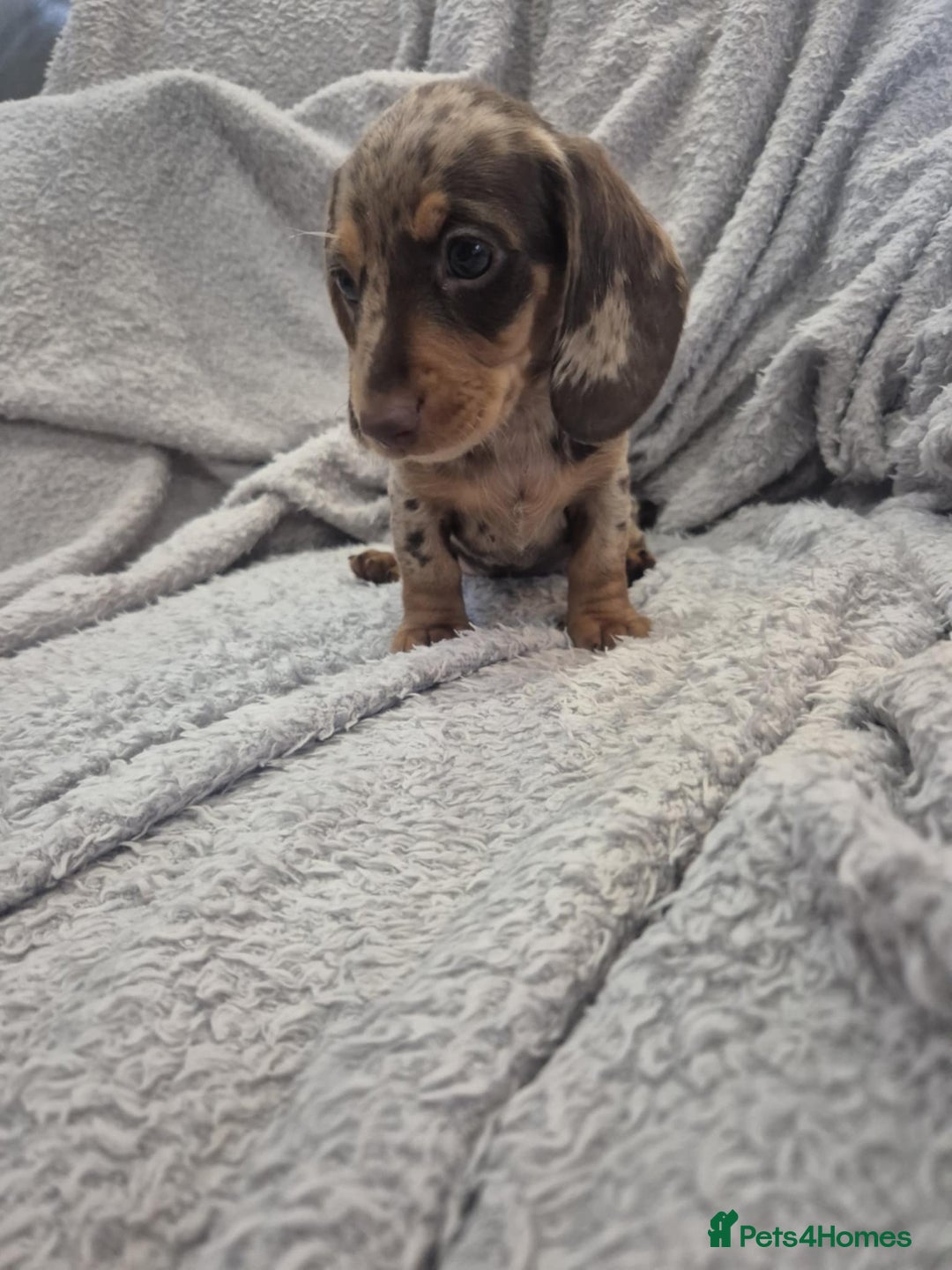 Miniature Dachshund dogs for sale: Kc dachshund babies ready next week - Image 19