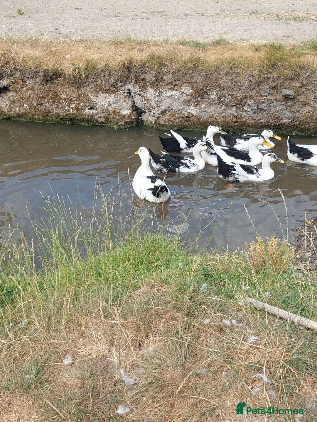 Ducks poultry for sale: Welsh magpie ducklings  - Advert 3