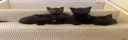 Mixed Breed cats for sale: Gorgeous kittens - Advert 1
