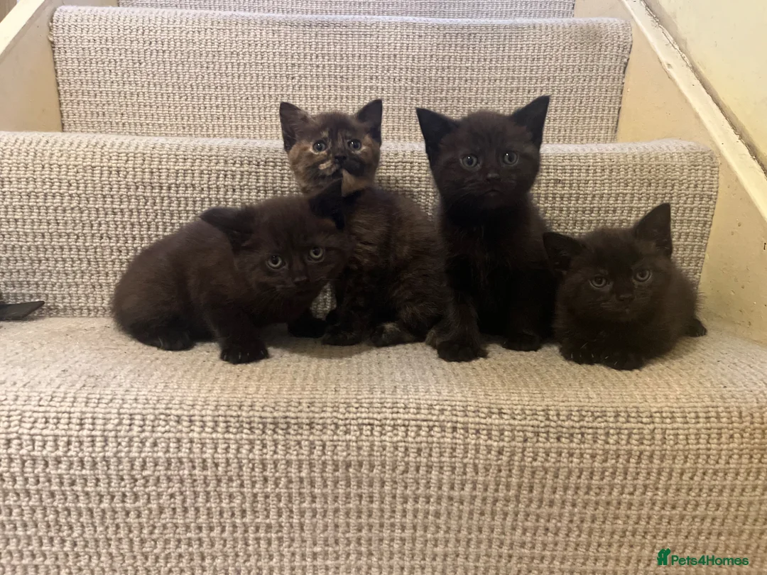 Mixed Breed cats for sale: Gorgeous kittens - Advert 1