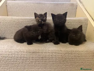 Mixed Breed cats Gorgeous kittens - Advert 1