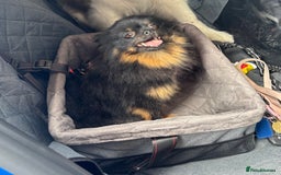 Pomeranian dogs for sale: 1.5 year old female Russian Pomeranian  - Image 6