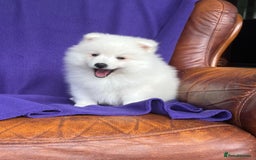 Japanese Spitz dogs for sale: Lovely Male Japanese spitz puppy - Image 8
