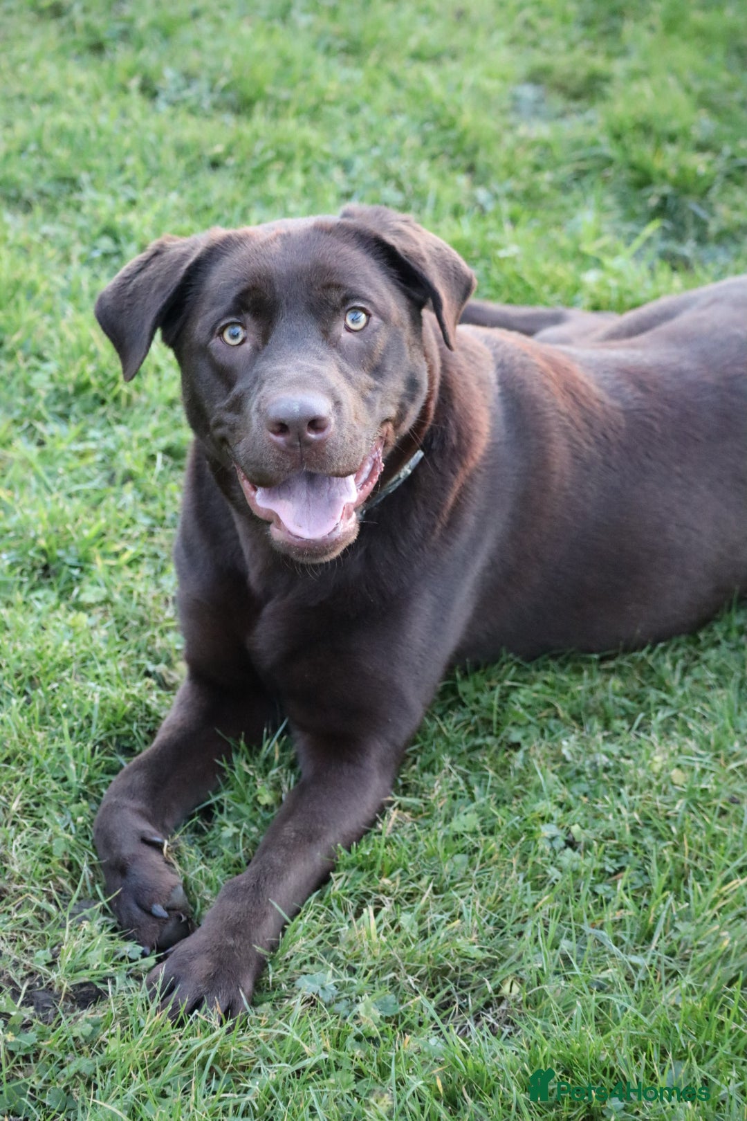 Labrador Retriever dogs for sale: Chocolate lab female  - Advert 12