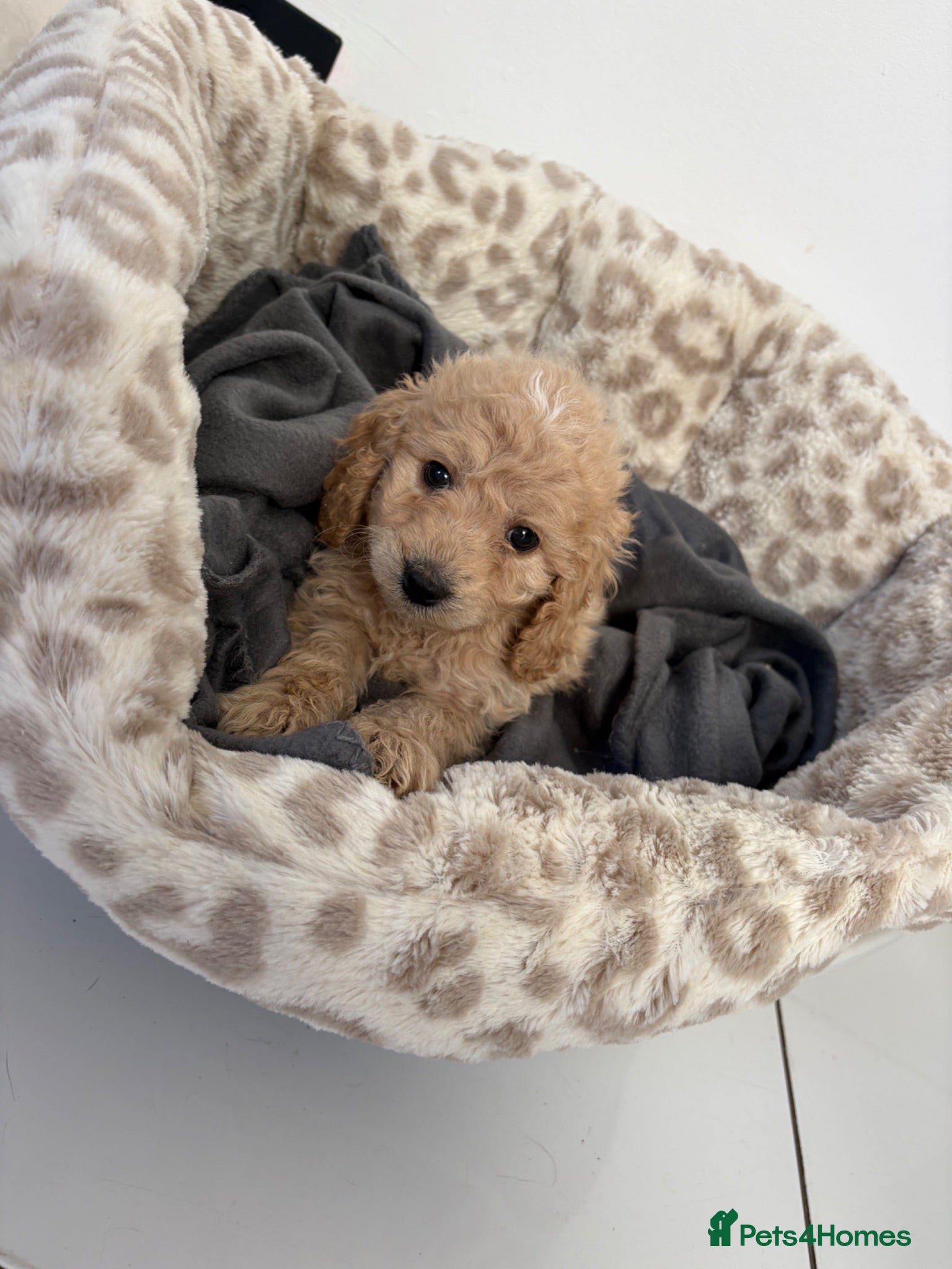 Cockapoo dogs Cockapoo pups  - Advert 1