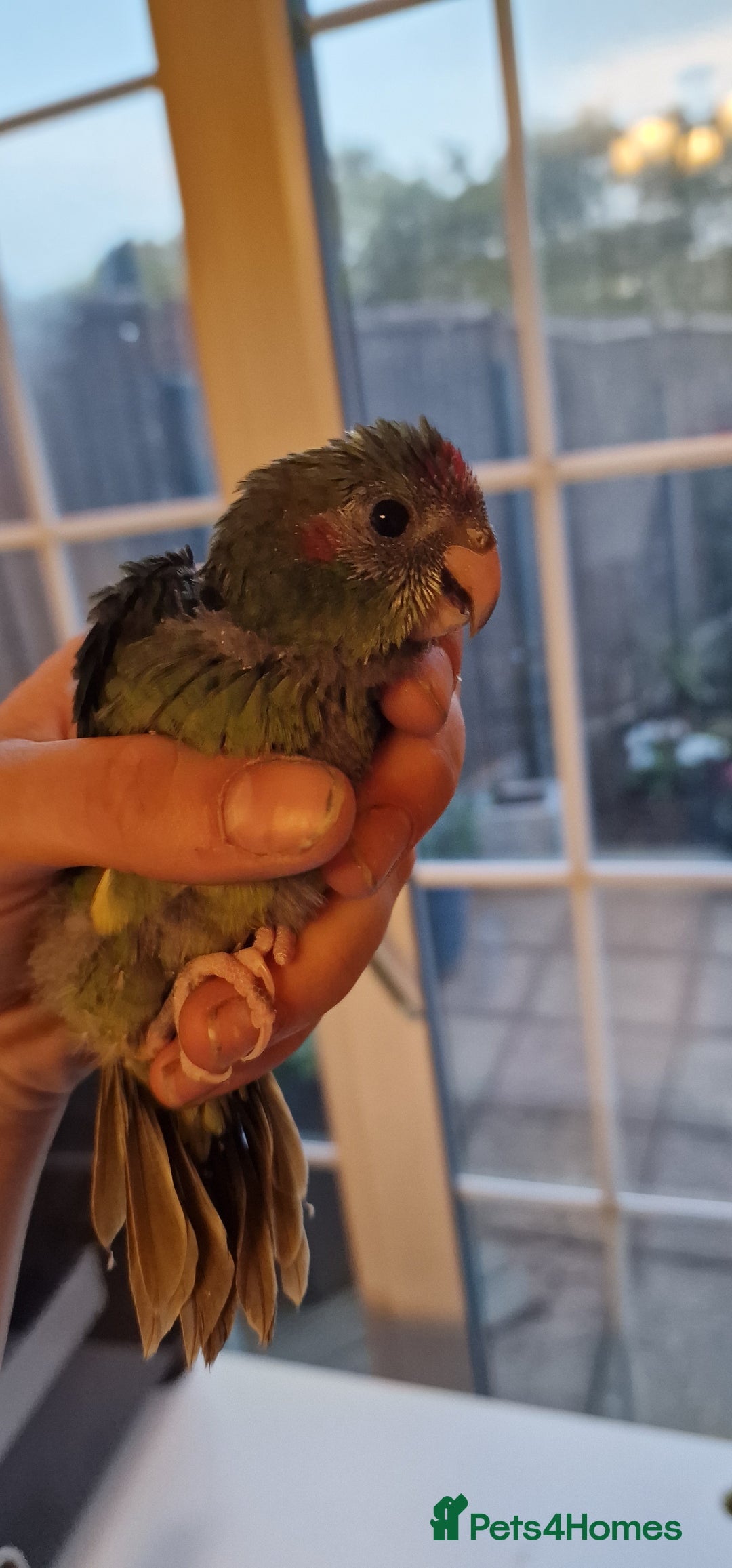 Parakeets birds for sale: Hand Tame kakarikis - Image 6