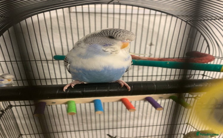 Budgerigars birds - Advert 11