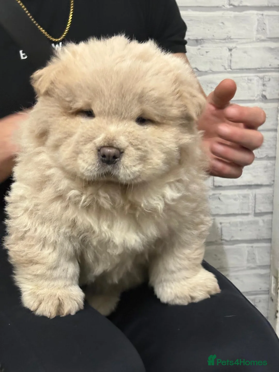 Chow Chow dogs for sale: Stunning Cream ChowChow Boy PLEASE READ - Advert 1