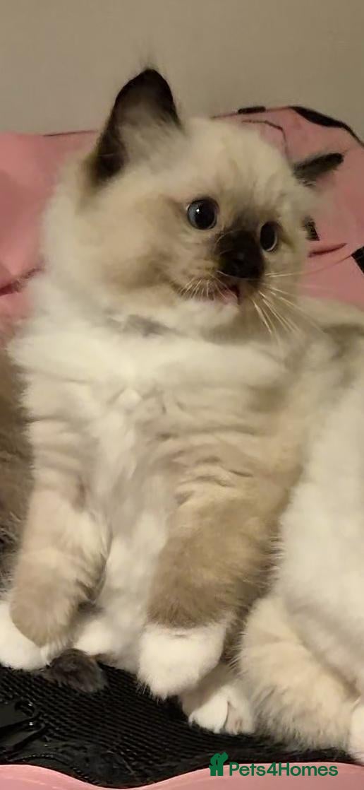 Ragdoll cats Chunky TICA reg Ragdoll - Advert 8