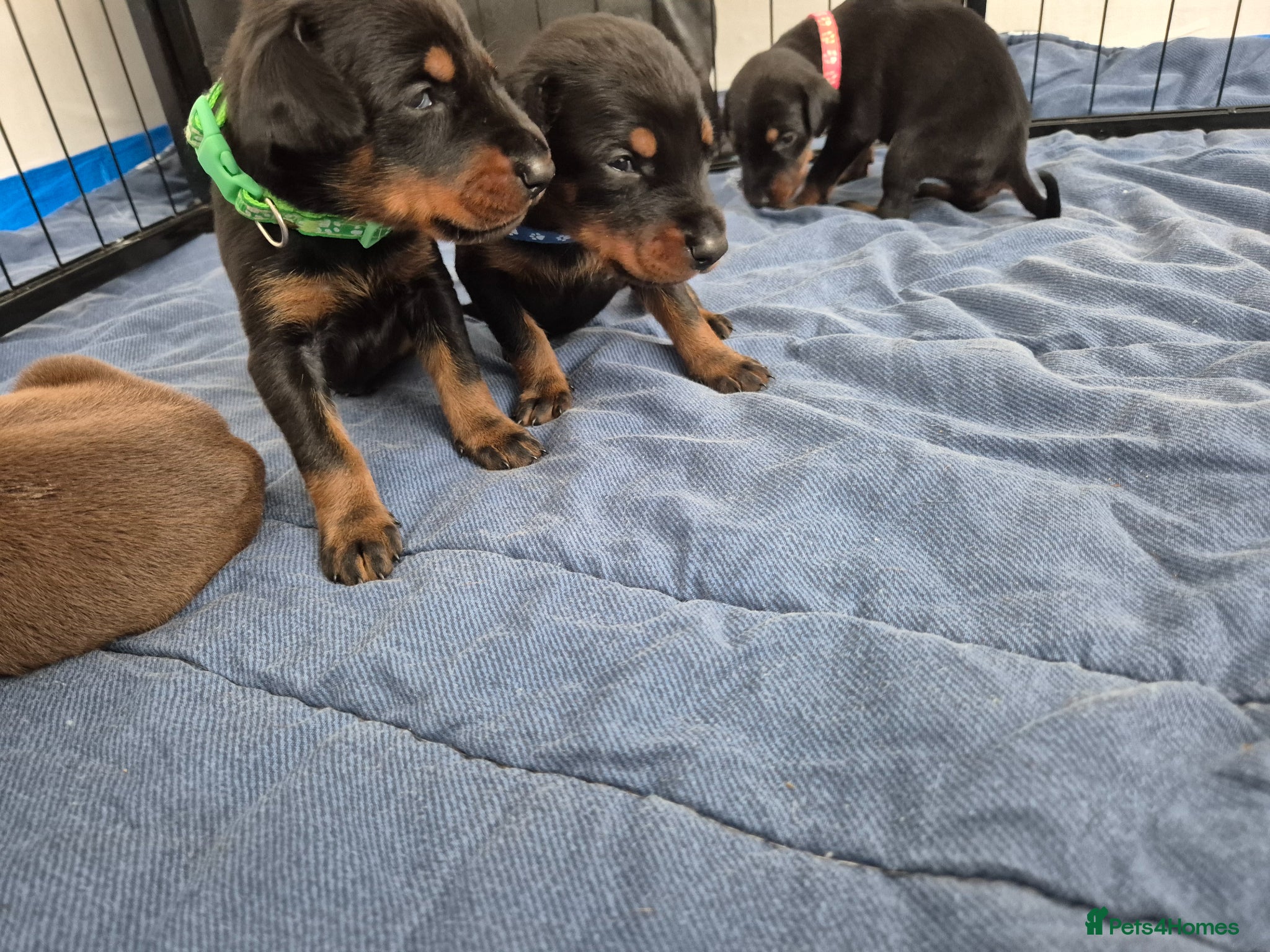 Dobermann dogs ⭐️⭐️⭐️⭐️⭐️ KC Reg European Dobermann puppies - Advert 13