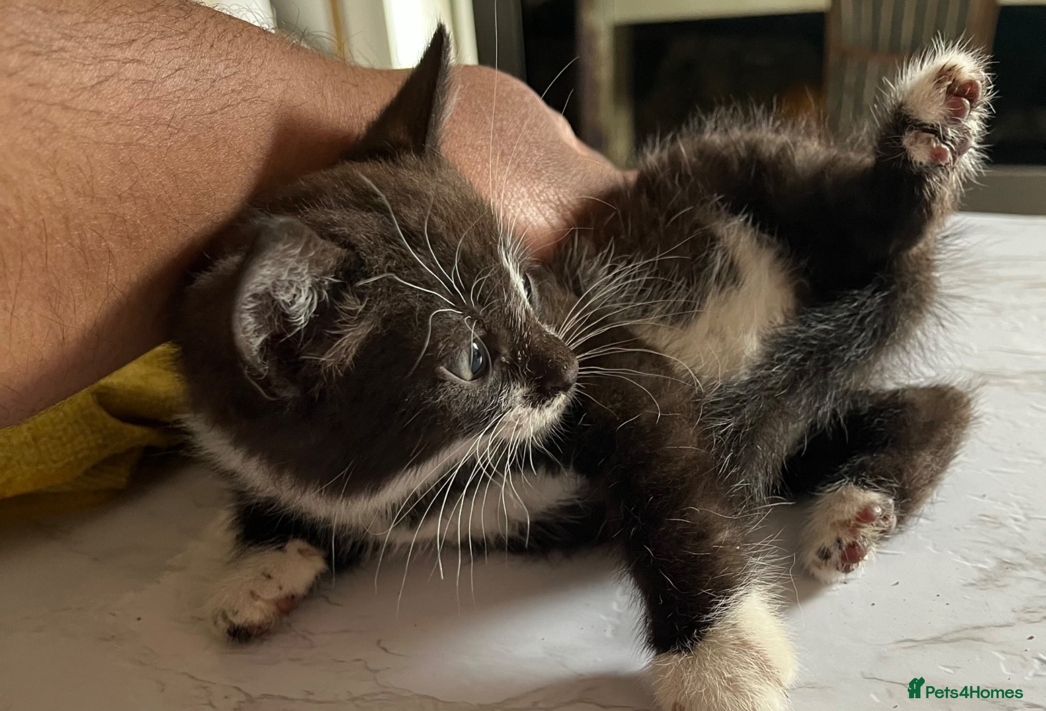 Mixed Breed cats for sale: 3 beautiful kittens for sale  - Advert 16