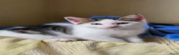 Domestic Shorthair cats for sale: Kitten  - Advert 9
