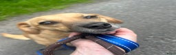 Mixed Breed dogs for adoption: Meet Irish, currently residing in Cheshire  in Nantwich - Advert 9