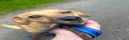 Mixed Breed dogs for adoption: Meet Irish, currently residing in Cheshire  in Nantwich - Advert 9