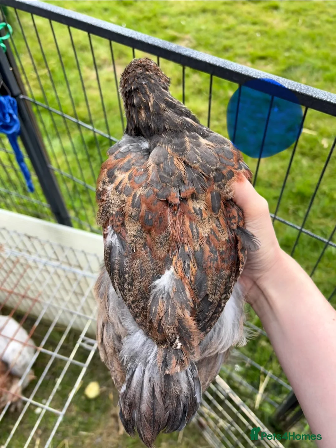 Chickens poultry for sale: Large Fowl Brahma Cockerels Mixed Colours - Advert 4