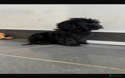 Mini Goldendoodle dogs for sale: 🐶Golden doodle puppies for sale ready to leave🐶 - Image 19