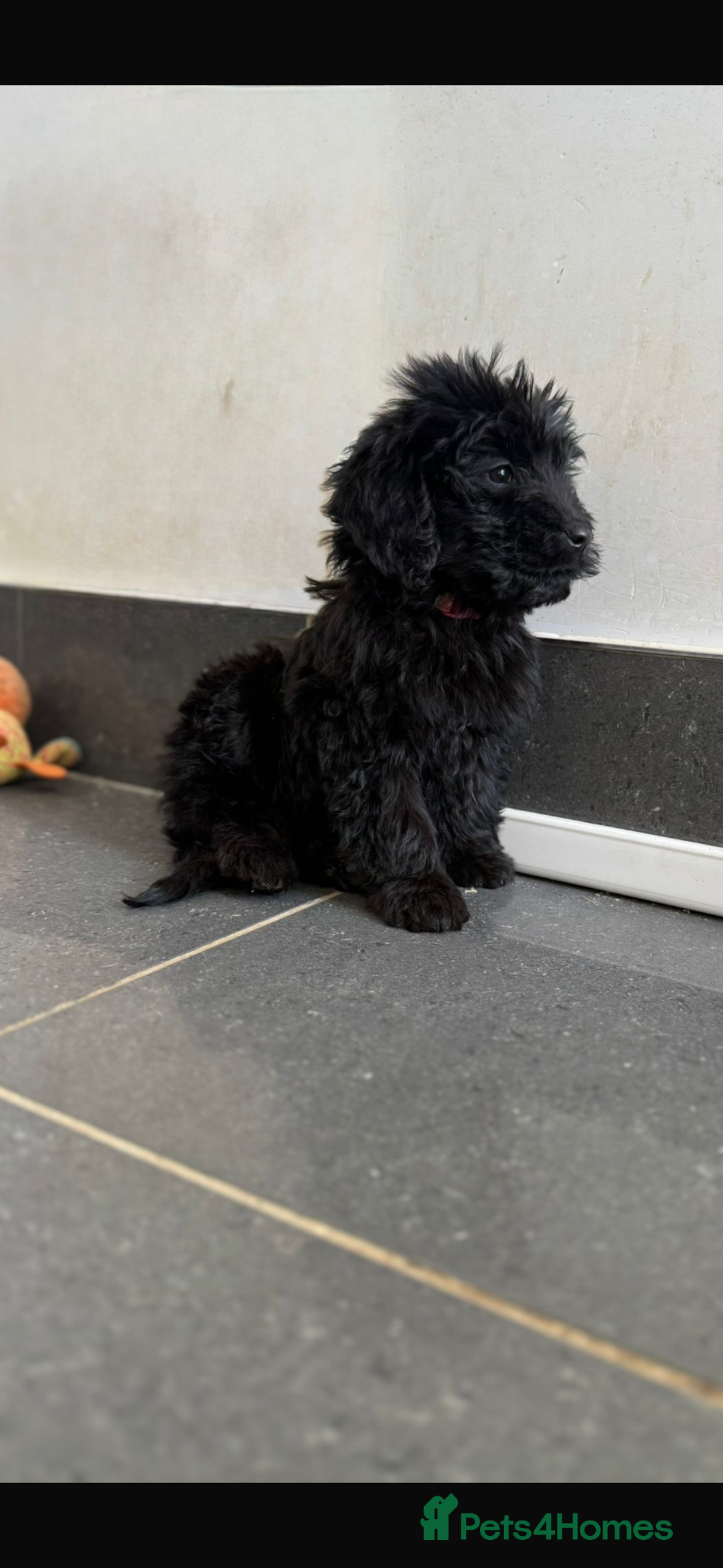 Mini Goldendoodle dogs for sale: 🐶Golden doodle puppies for sale ready to leave🐶 - Image 19